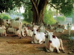 Sapi - sapi di India
